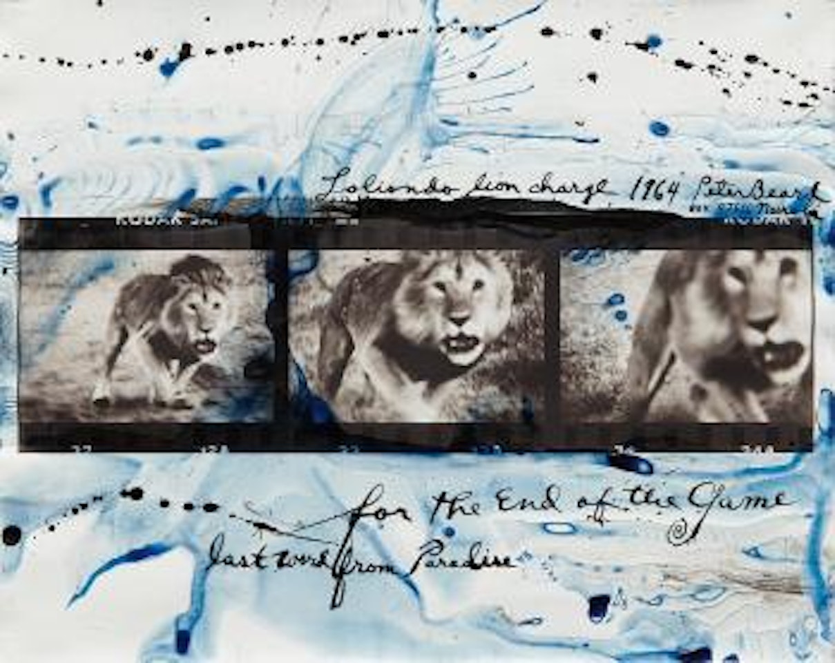 Lolindo Lion Charge by Peter Beard