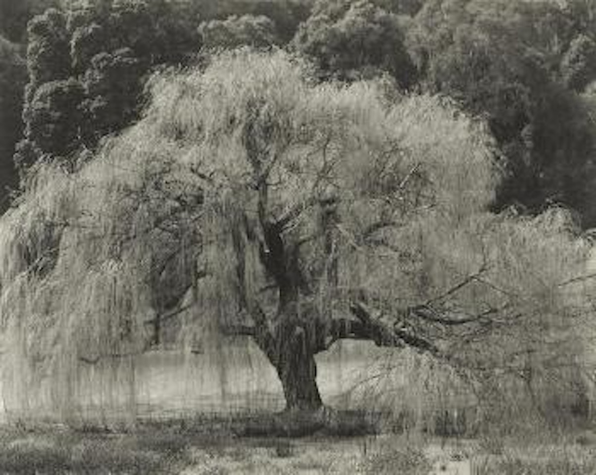 Willow, Santa Cruz, 1933 by Edward Weston