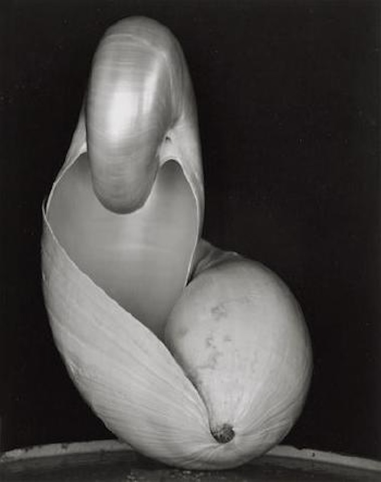 Shell, 1927 by Edward Weston