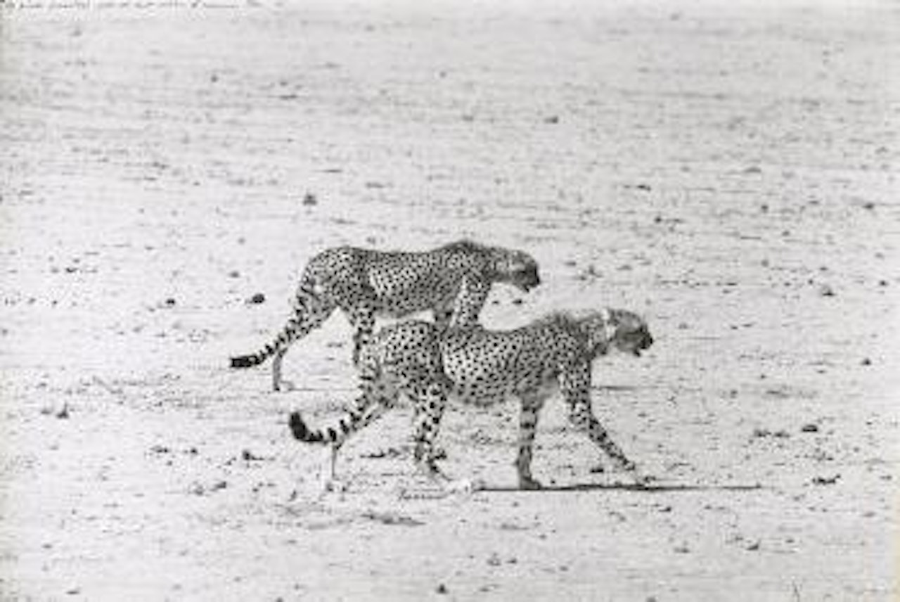 Hunting Cheetahs on the Taru Desert, Kenya, June, 1960 by Peter Beard
