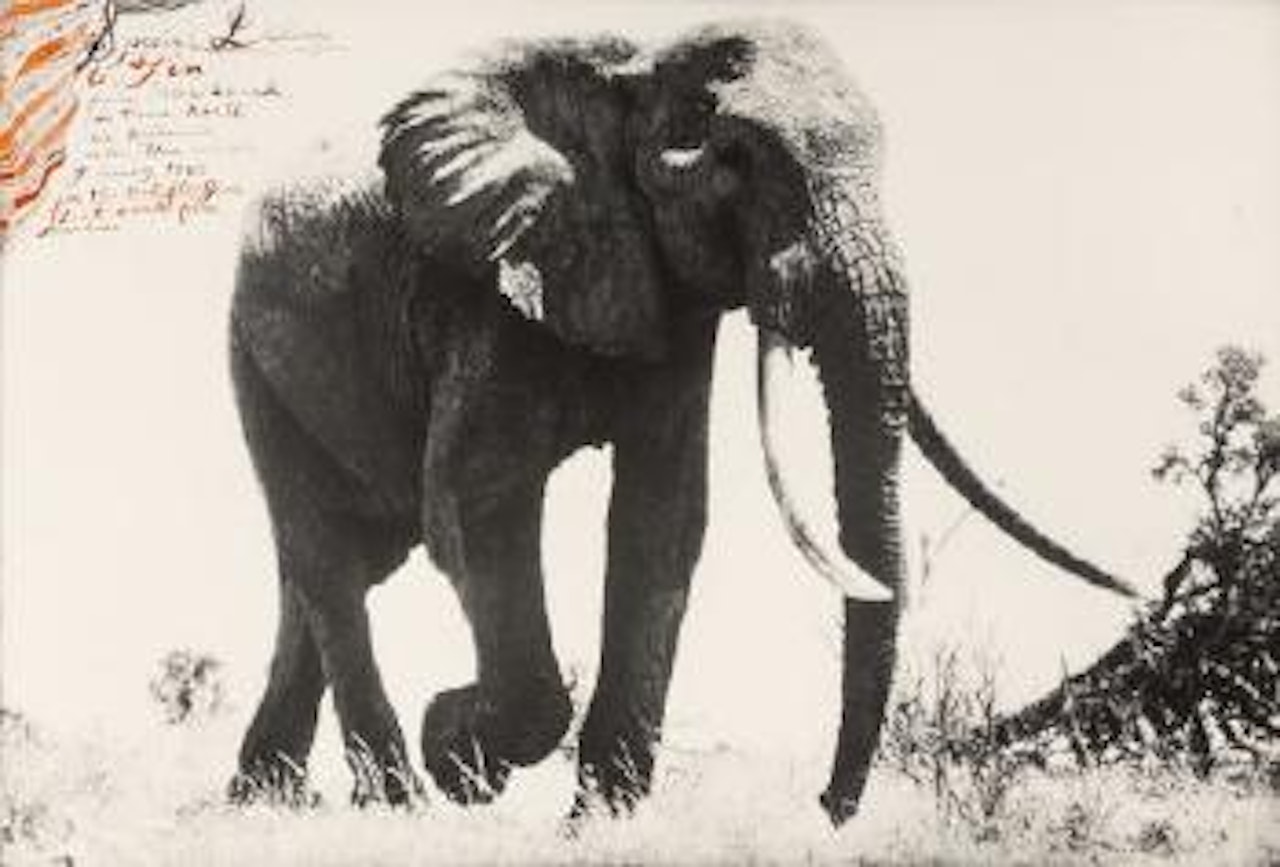 Large Tusker, circa 110-115 pounder, near Kattremula, on the Tiva Sand River, February 1965 by Peter Beard