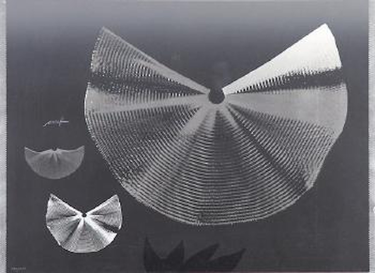 Silberflügel auf Schwarzem Grund by Heinz Mack