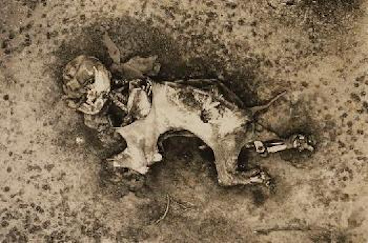 Carcasse d’éléphant by Peter Beard