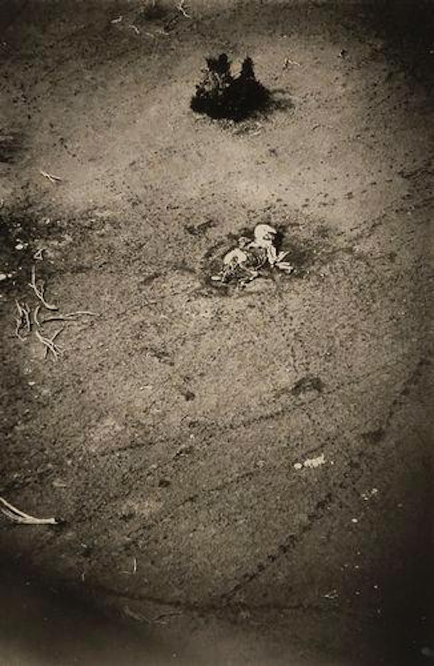 Carcasse d’éléphant by Peter Beard