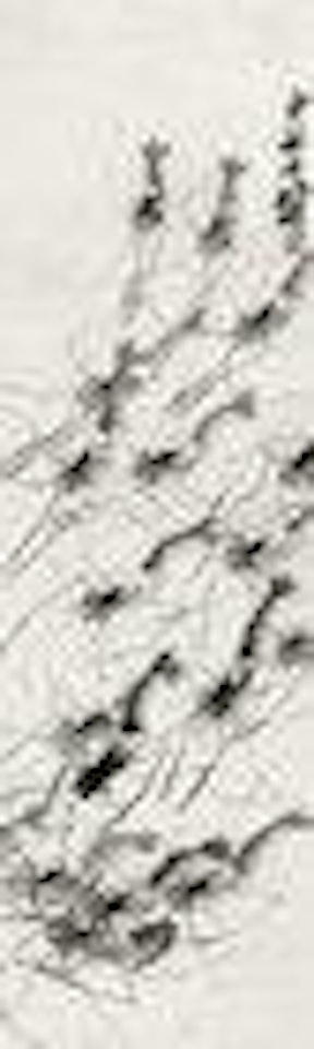 Shrimps by Qi Baishi