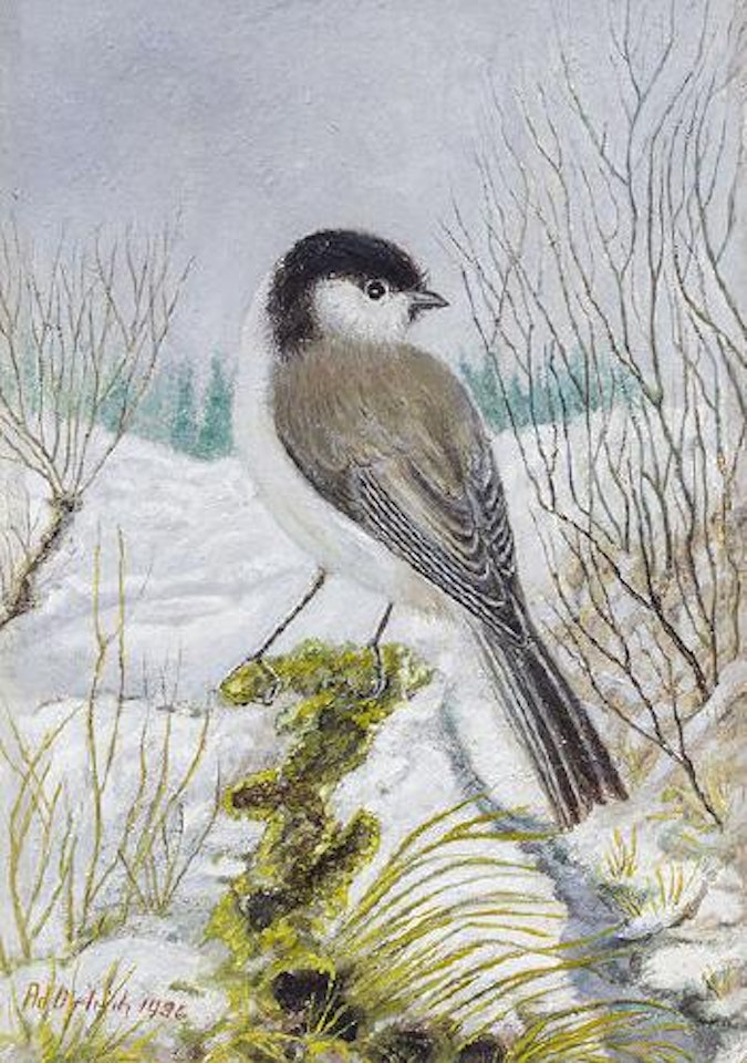 Sumpfmeise by Adolf Dietrich