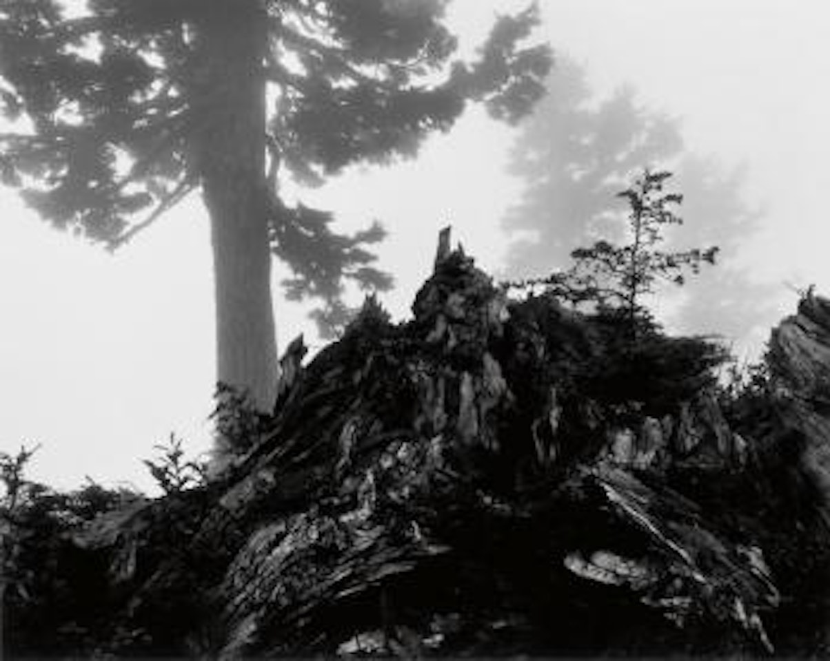 Tree, stump and mist, Northern Cascades, Washington by Ansel Adams