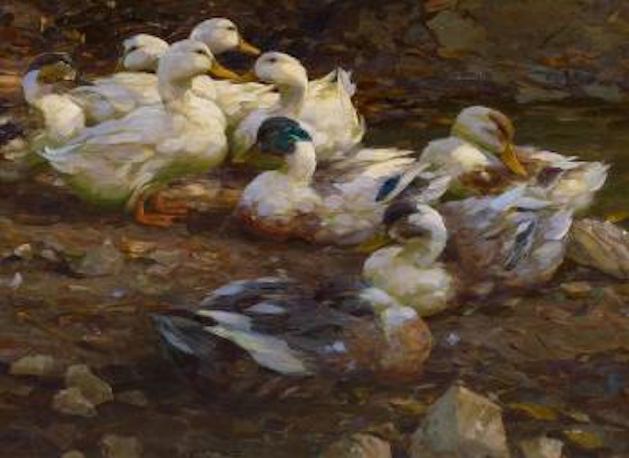 Enten im Abendlicht (Ducks in the Evening Light) by Alexander Koester
