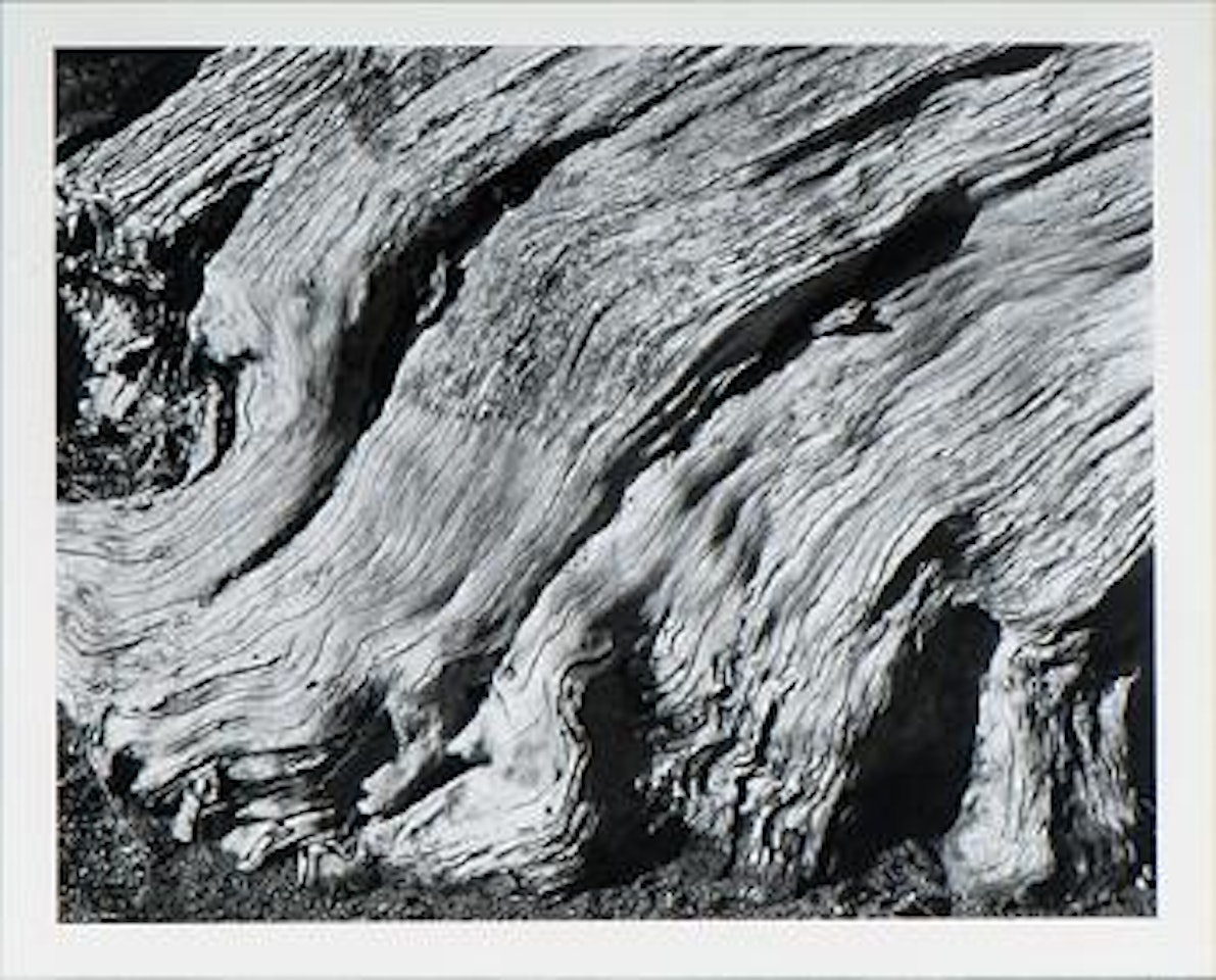 Flaming cypress root, point Lobos by Edward Weston