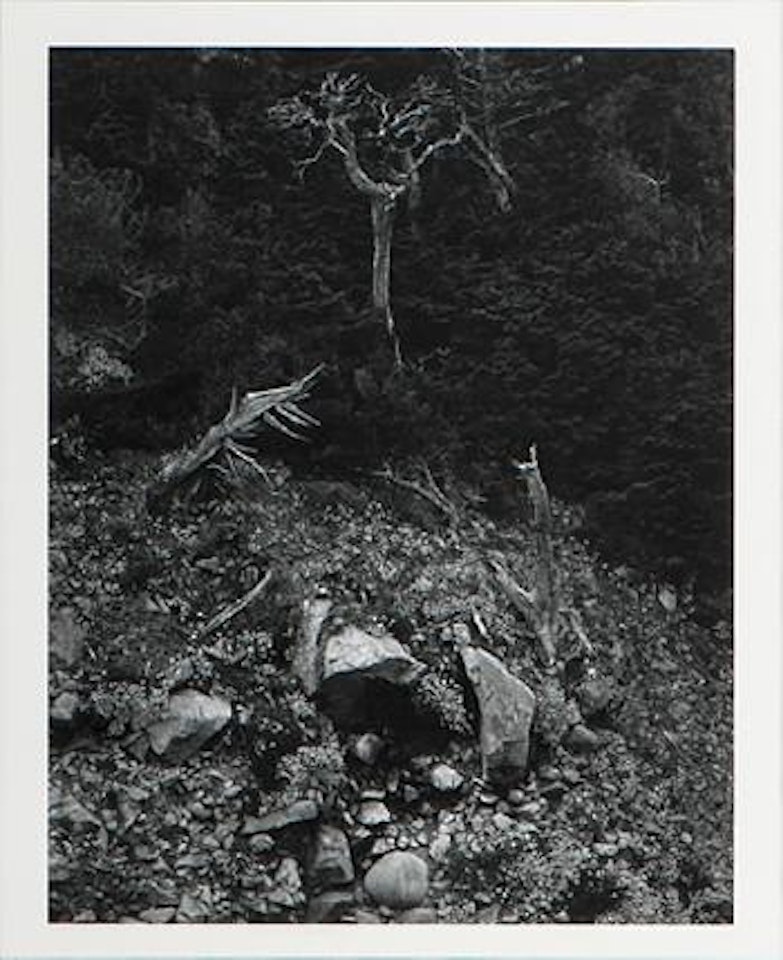 North wall, Point Lobos by Edward Weston