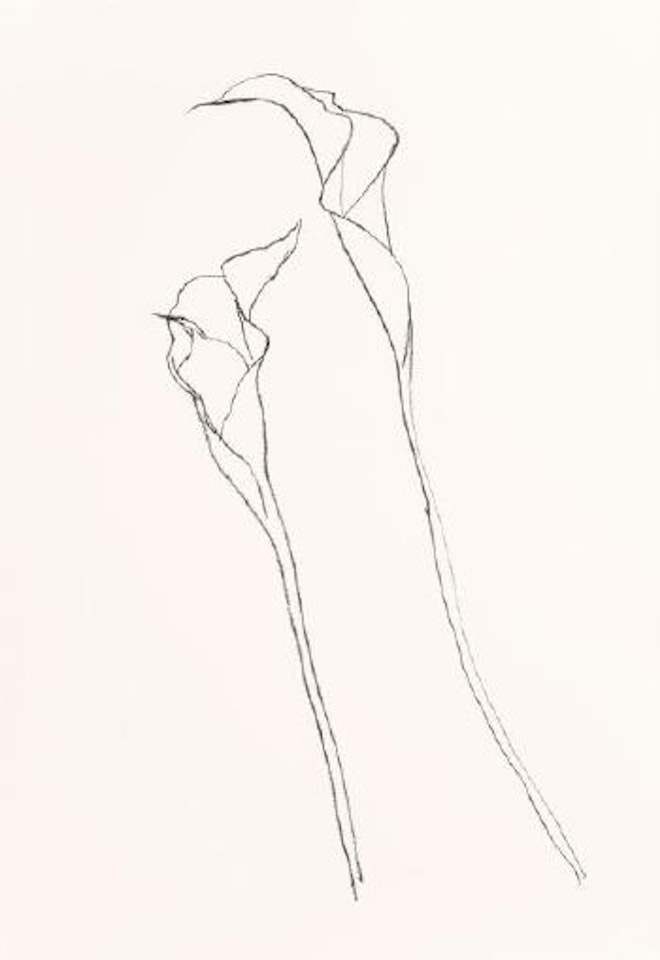 Calla Lily 2 by Ellsworth Kelly