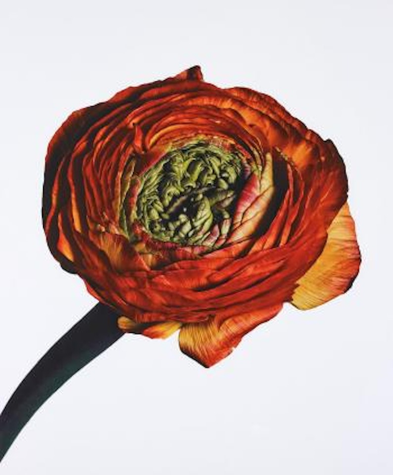 Ranunculus/ Ranunculus asiaticus: Picotee, New York by Irving Penn