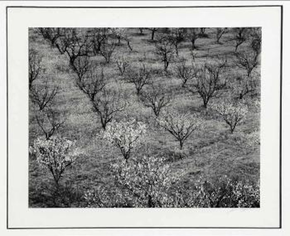 Orchard, early spring, Portola valley, California by Ansel Adams