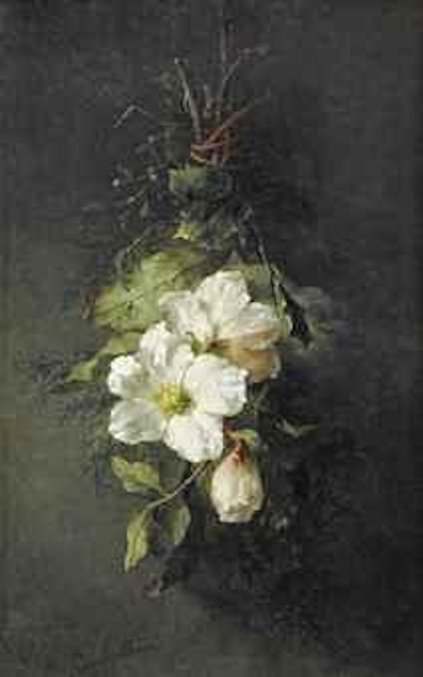 A swag of wild white roses by Margaretha Roosenboom