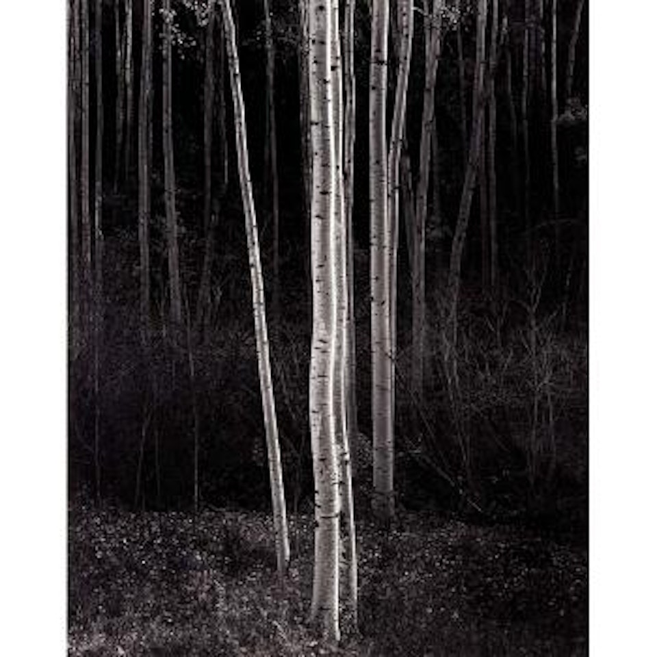 Aspens, northern New Mexico by Ansel Adams