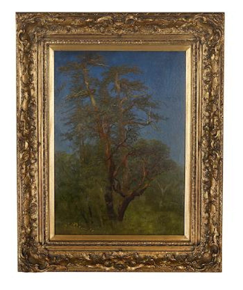 Study of a tree in Woodlands Laden with 'California Spanish Moss by Albert Bierstadt