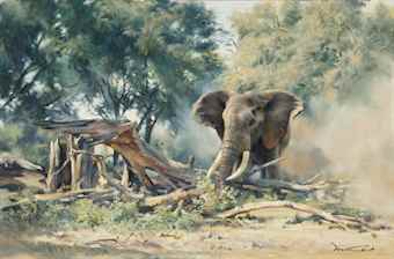 The lone bull by Donald Grant
