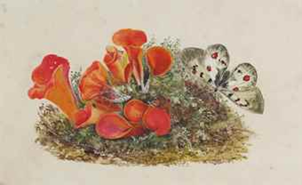 A set of eight unusual studies of fungi (one illustrated) by English School