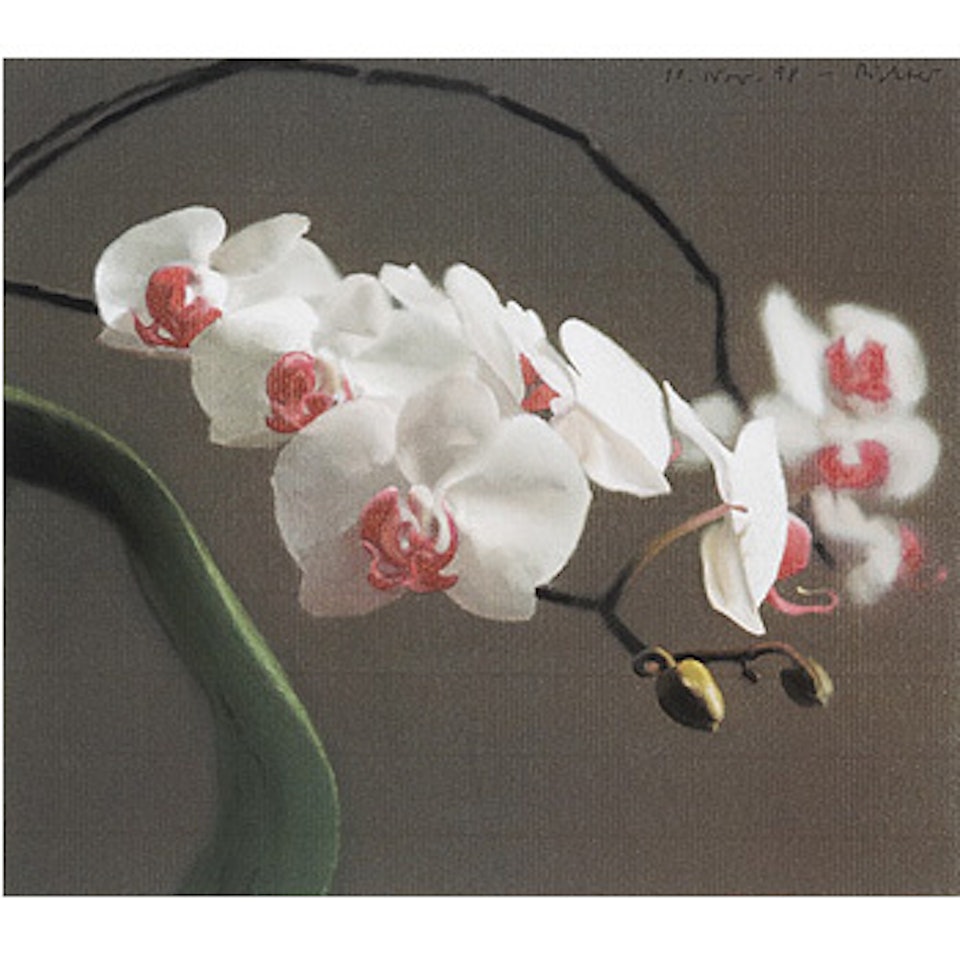 Orchid IV by Gerhard Richter