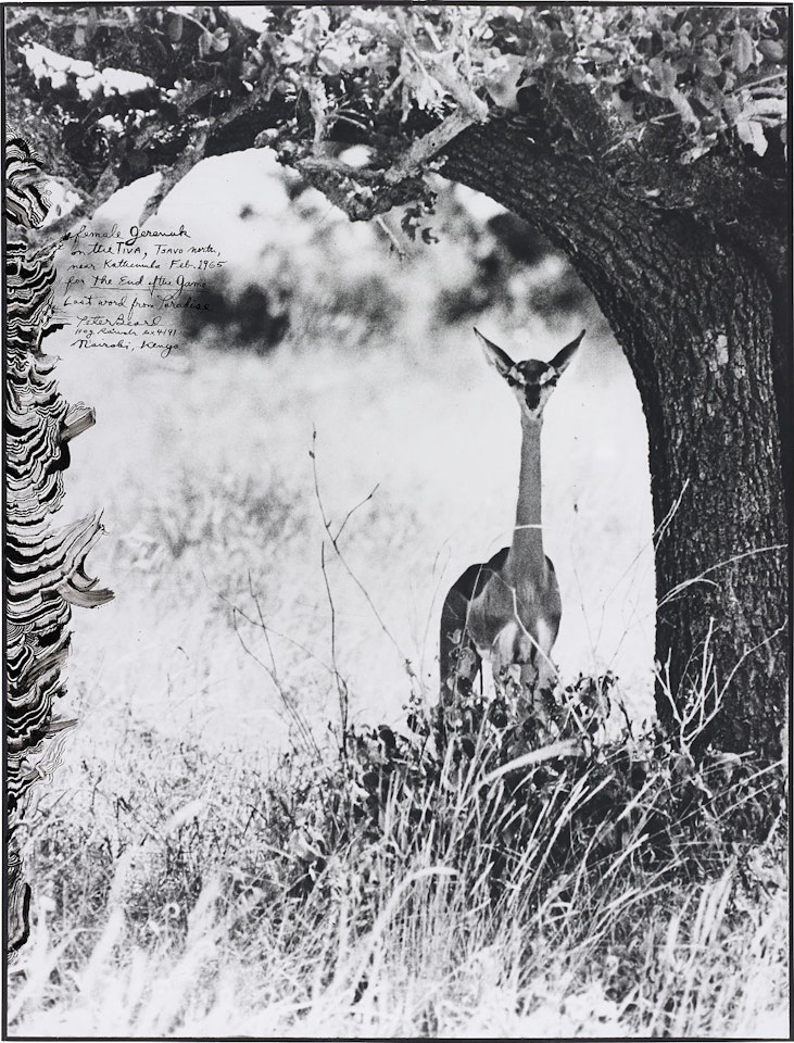 Female Gerenuk on the Tiva, Tsavo north, near Kathemula, Feb. 1965 by Peter Beard