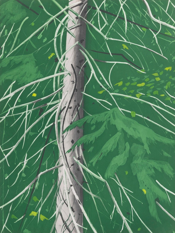 Spruce (Not in M) by Alex Katz
