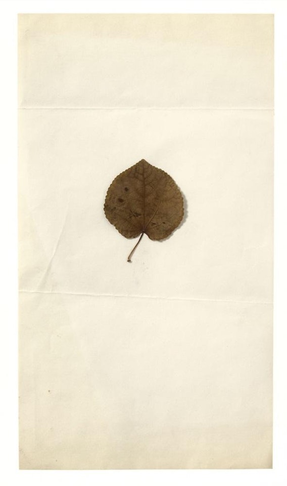 Tilia sinensis by Joseph Beuys