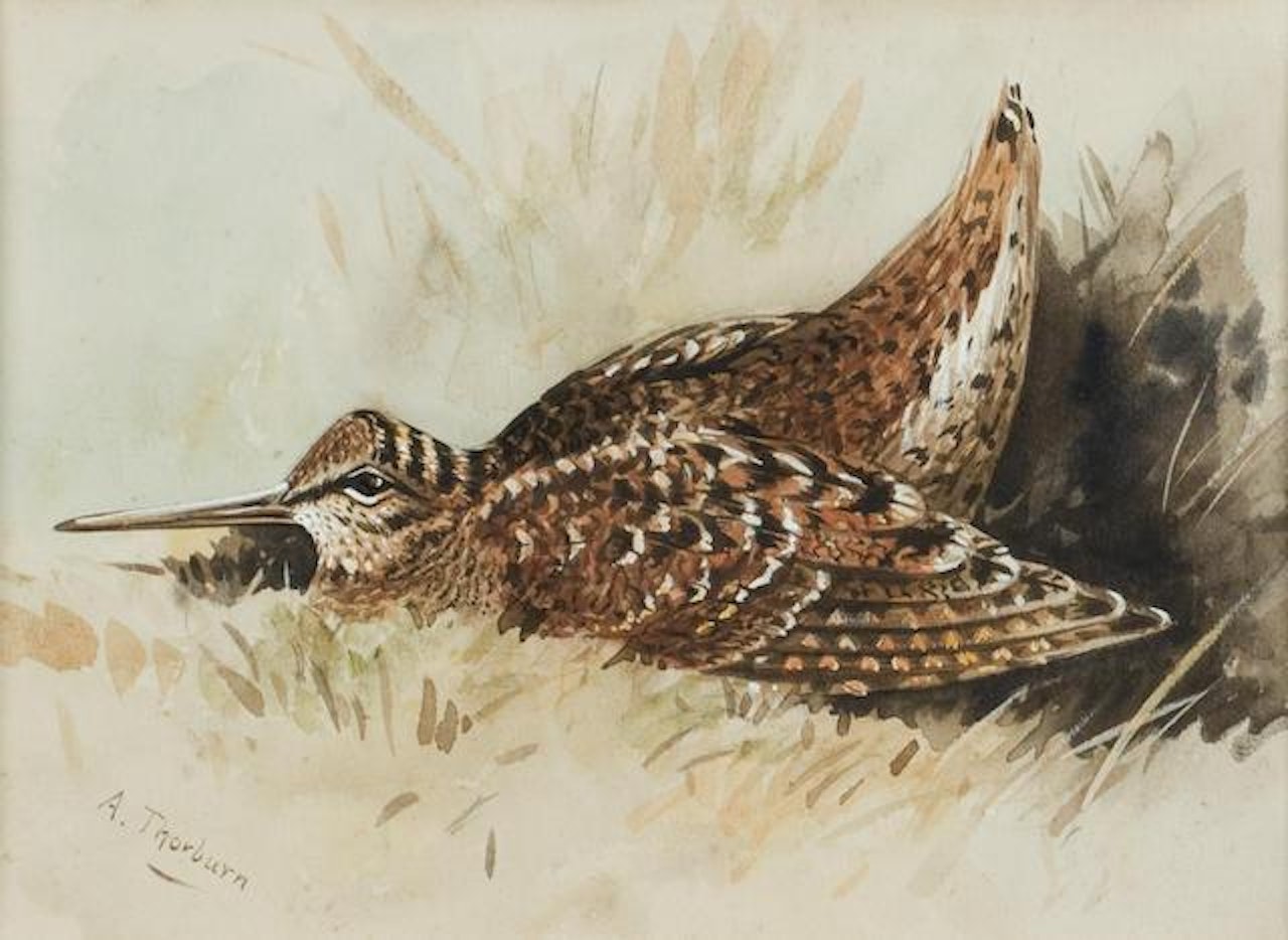 Woodcock resting by Archibald Thorburn