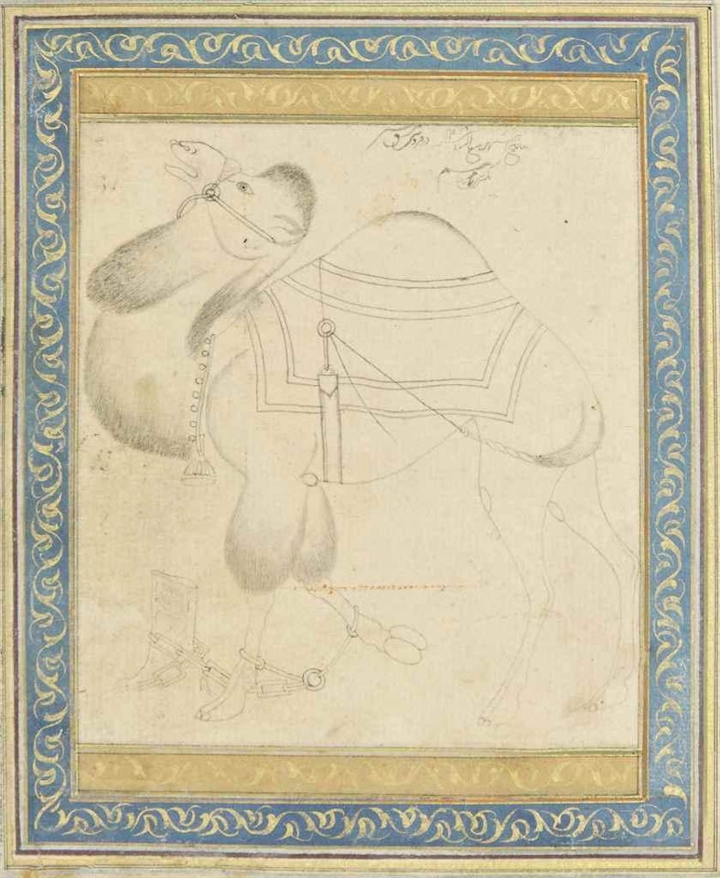 A Tethered Camel by Safavid School