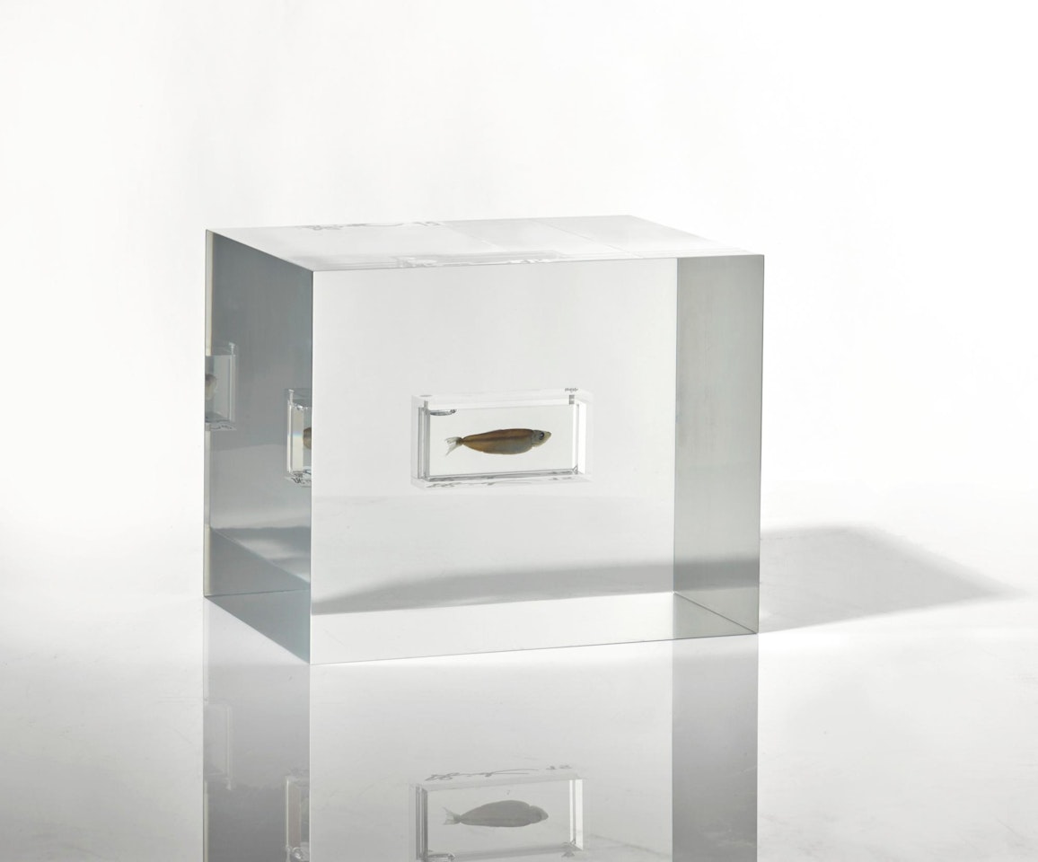 Untitled Fish for David by Damien Hirst