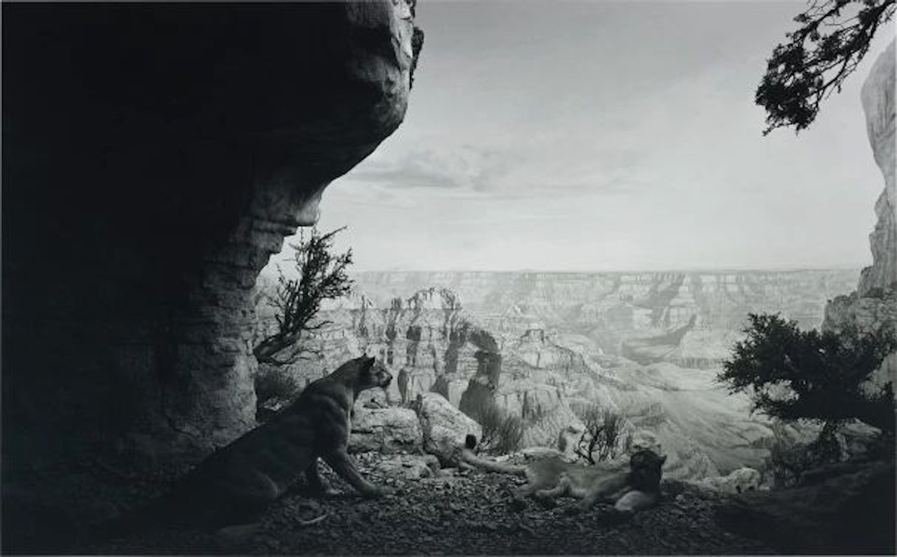 Mountain Lion (#109) by Hiroshi Sugimoto