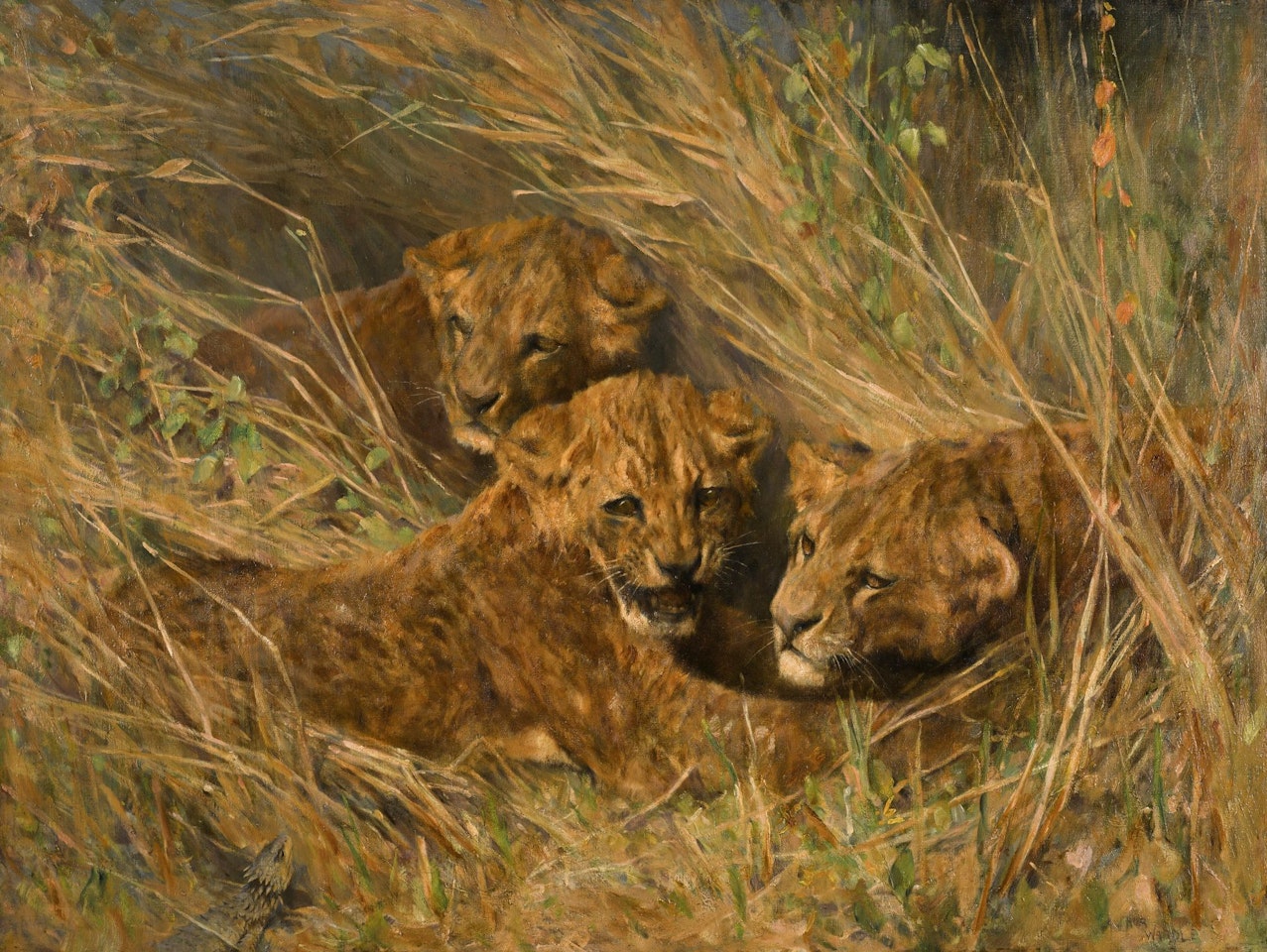 LION CUBS by Arthur Wardle