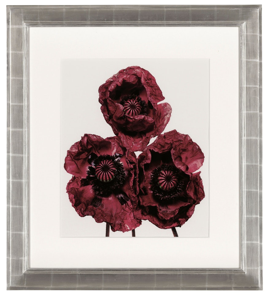 Three Poppies, Arab Chief, New York by Irving Penn