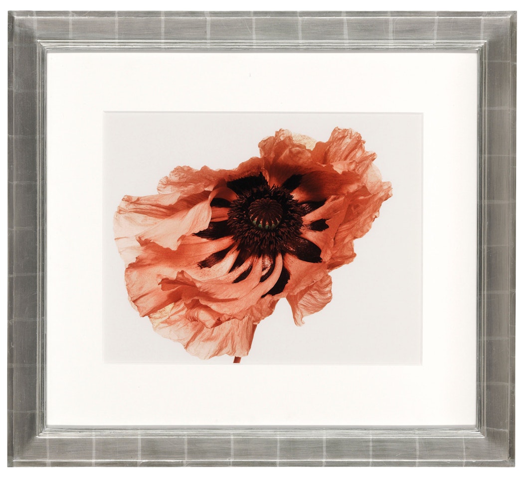 Poppy: Showgirl, New York by Irving Penn