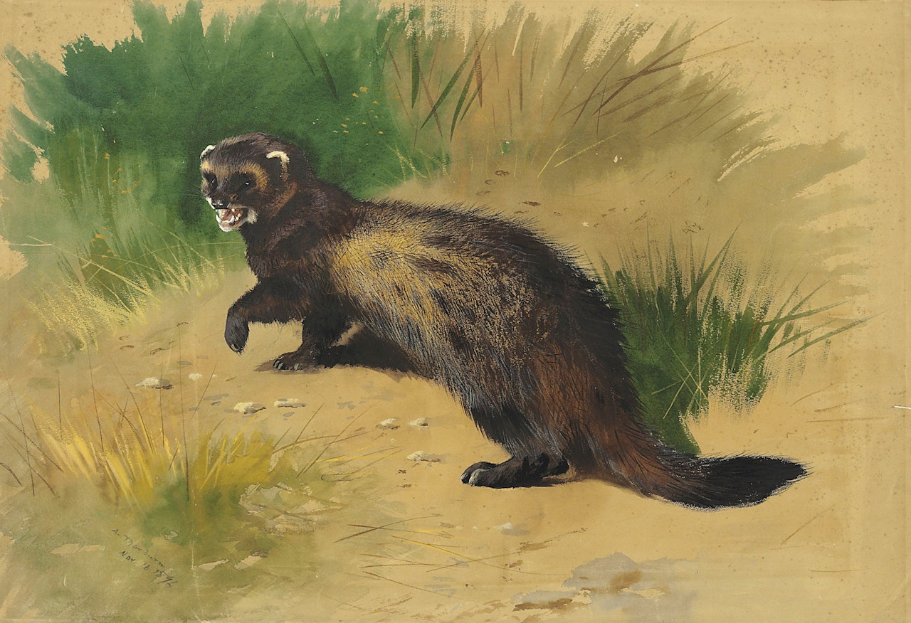A polecat by Archibald Thorburn