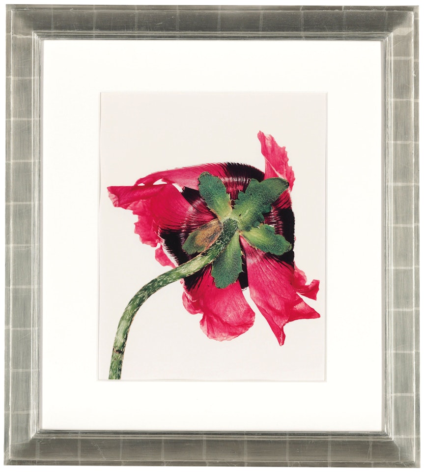 Single Oriental Poppy, New York by Irving Penn