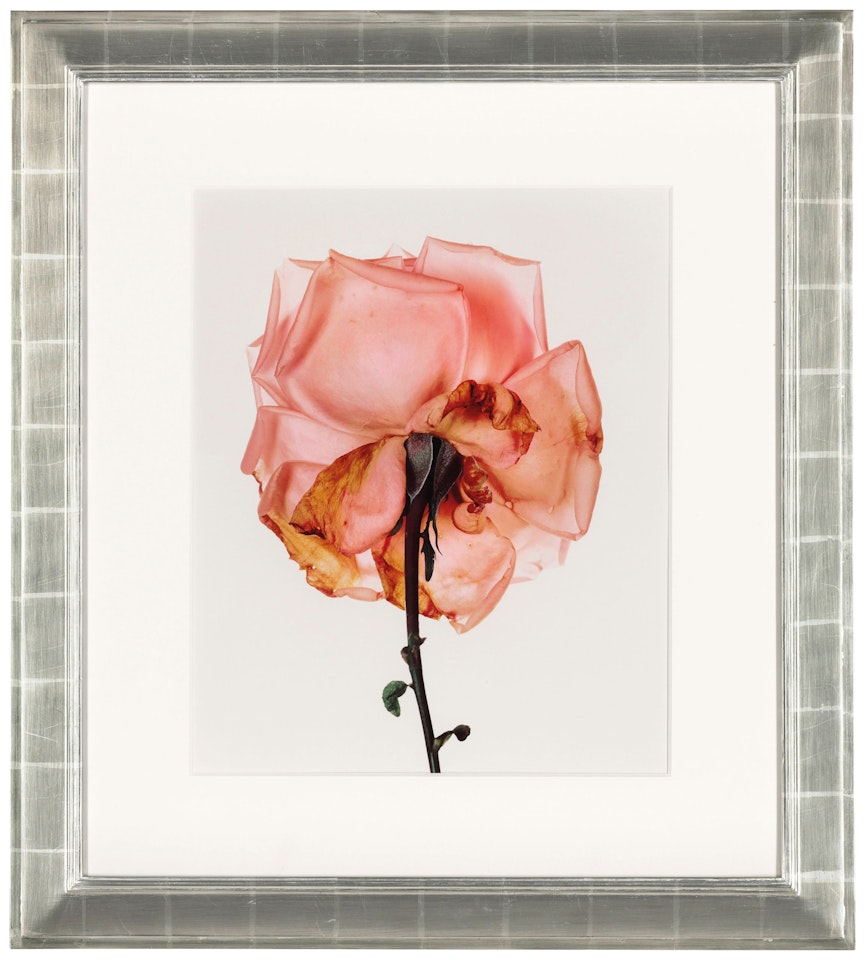 Rose, Blue Moon, London by Irving Penn