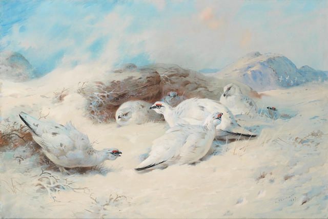 Ptarmigan seeking shelter by Archibald Thorburn