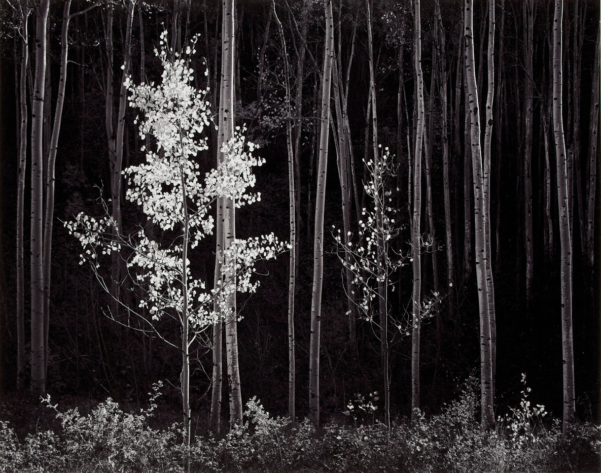 Aspens, Northern New Mexico by Ansel Adams