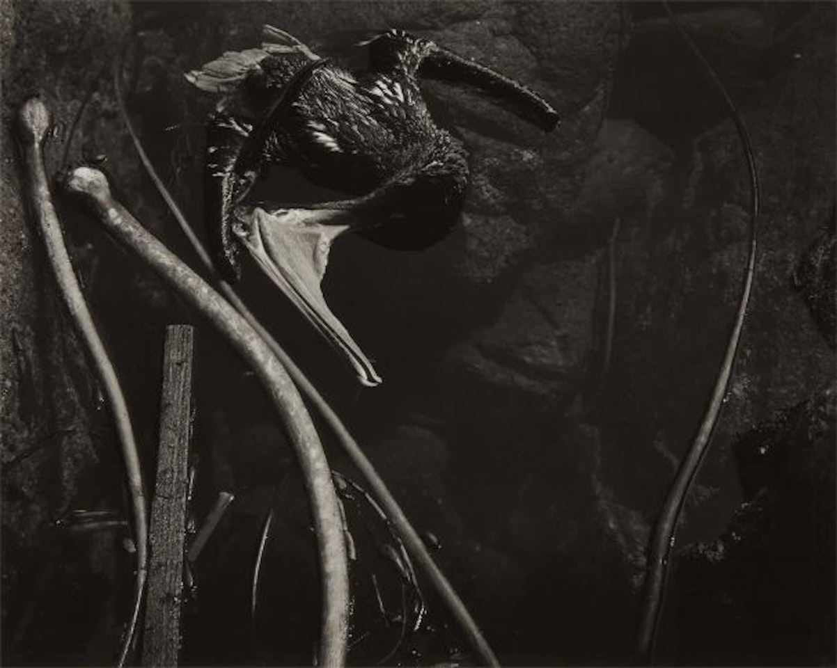 Tide Pool, Point Lobos by Edward Weston