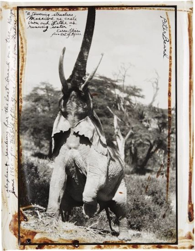Elephant reaching for the last branch on a tree, Kenya by Peter Beard