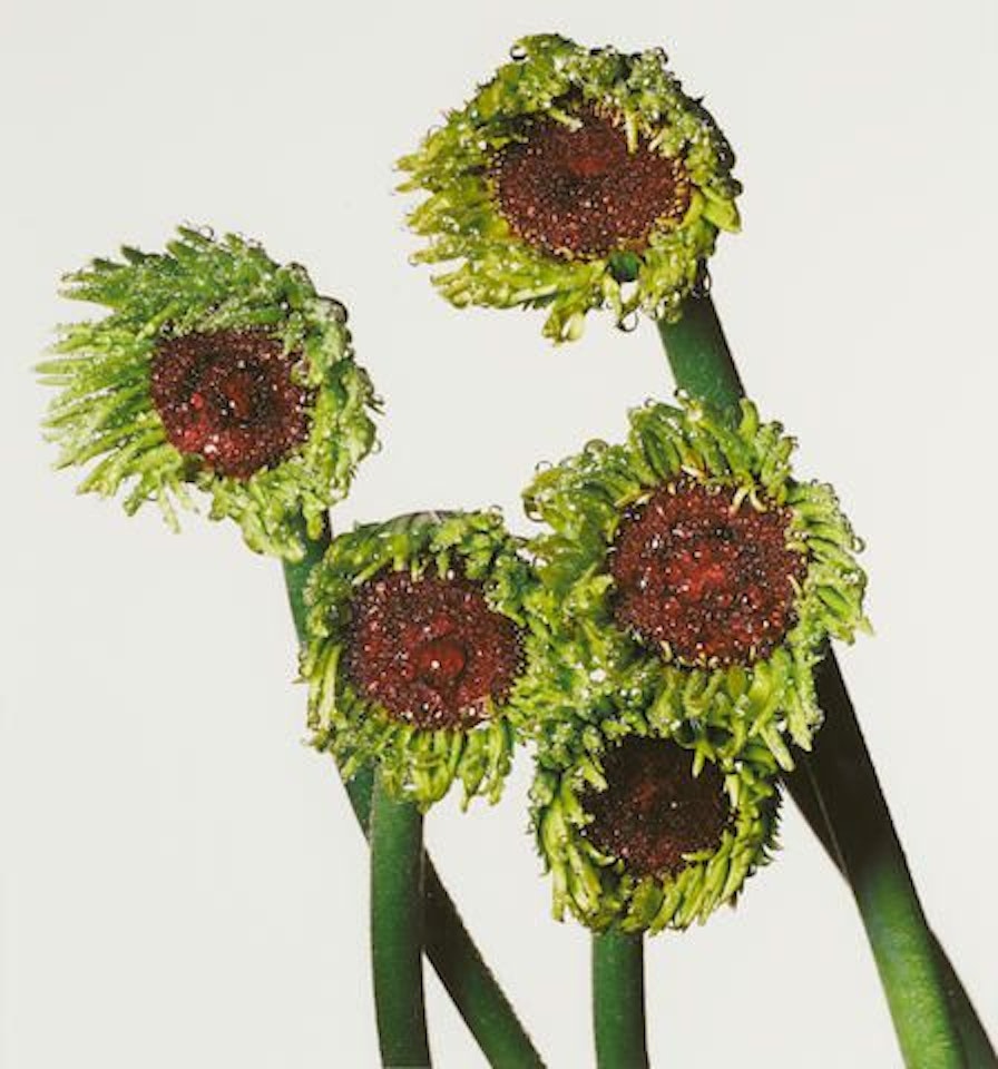 Gerbera Daisy/Gerbera asteracaea (New York) by Irving Penn