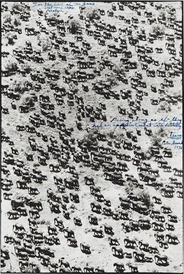 Untitled, for the End of the Game, Last Word from Paradise, Tsavo by Peter Beard