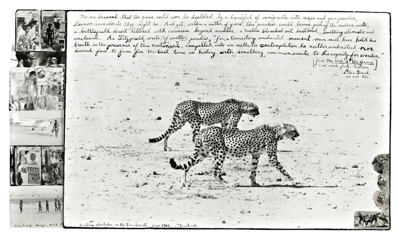 HUNTING CHEETAHS ON THE TARU DESERT' by Peter Beard