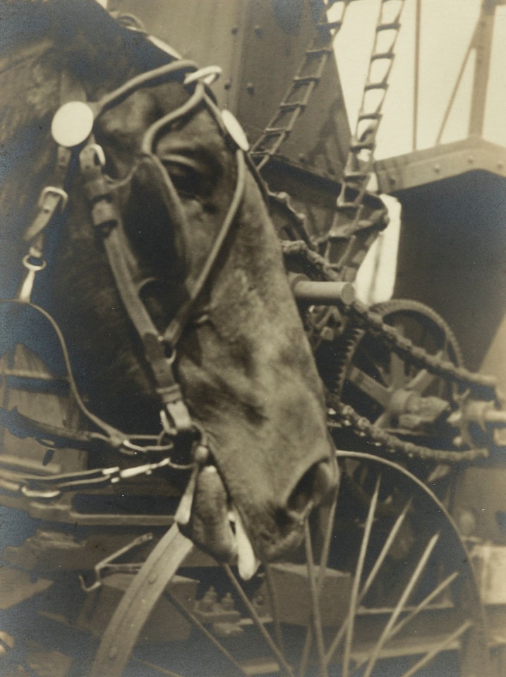 HORSE' (OLD NICK) by Berenice Abbott