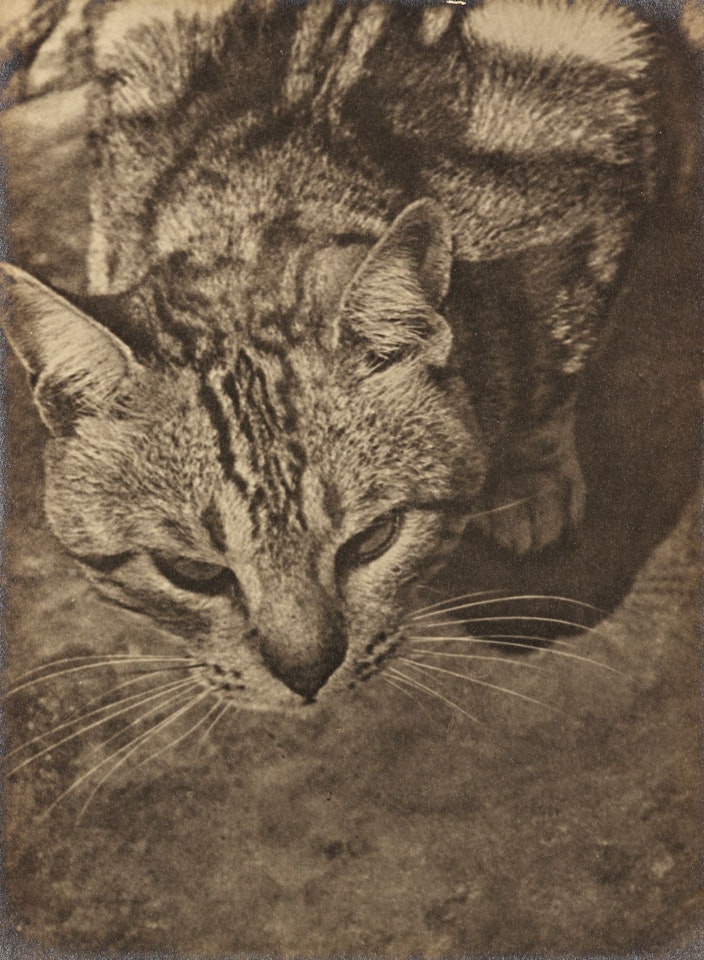 UNTITLED (CAT, SEEN FROM ABOVE) by László Moholy-Nagy