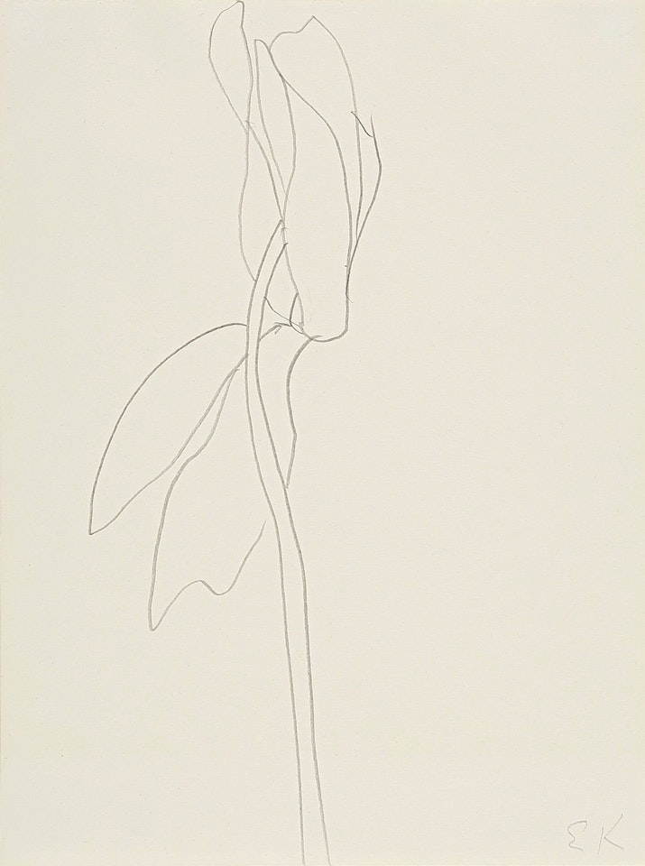 CYCLAMEN by Ellsworth Kelly