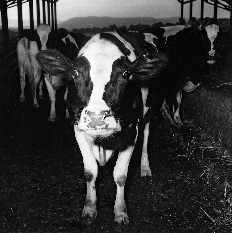 Electric Cow by Peter Hujar