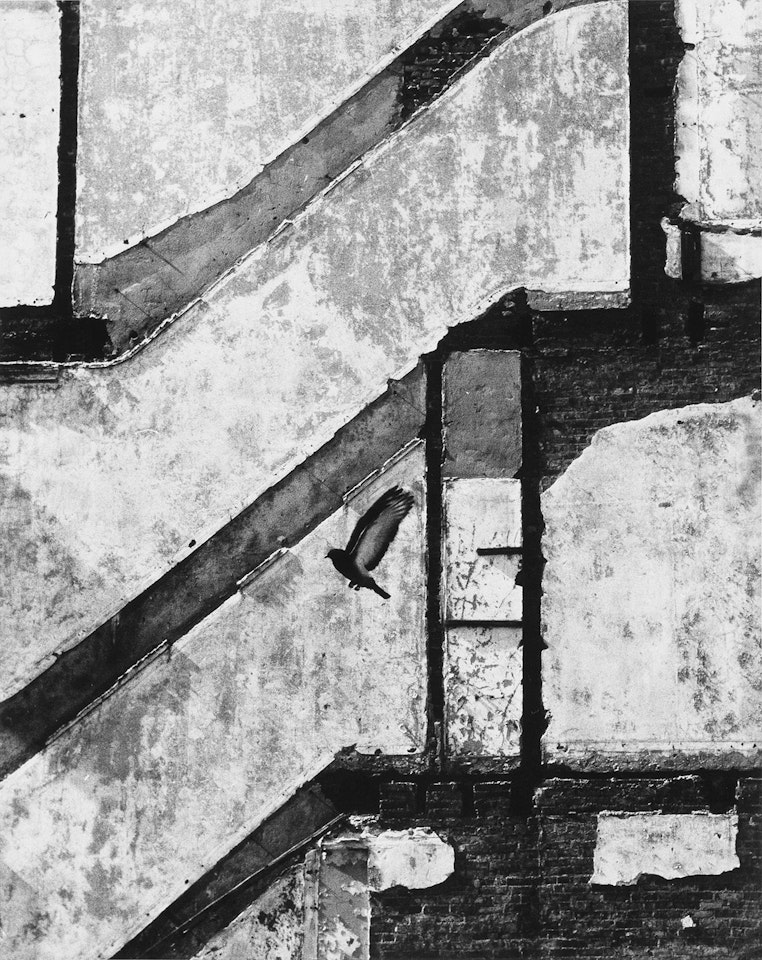Landing Pigeon by André Kertész