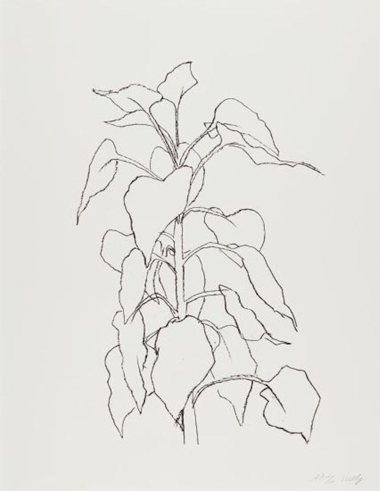 Sunflower II, from Series of Five Plant and Flower Lithographs by Ellsworth Kelly