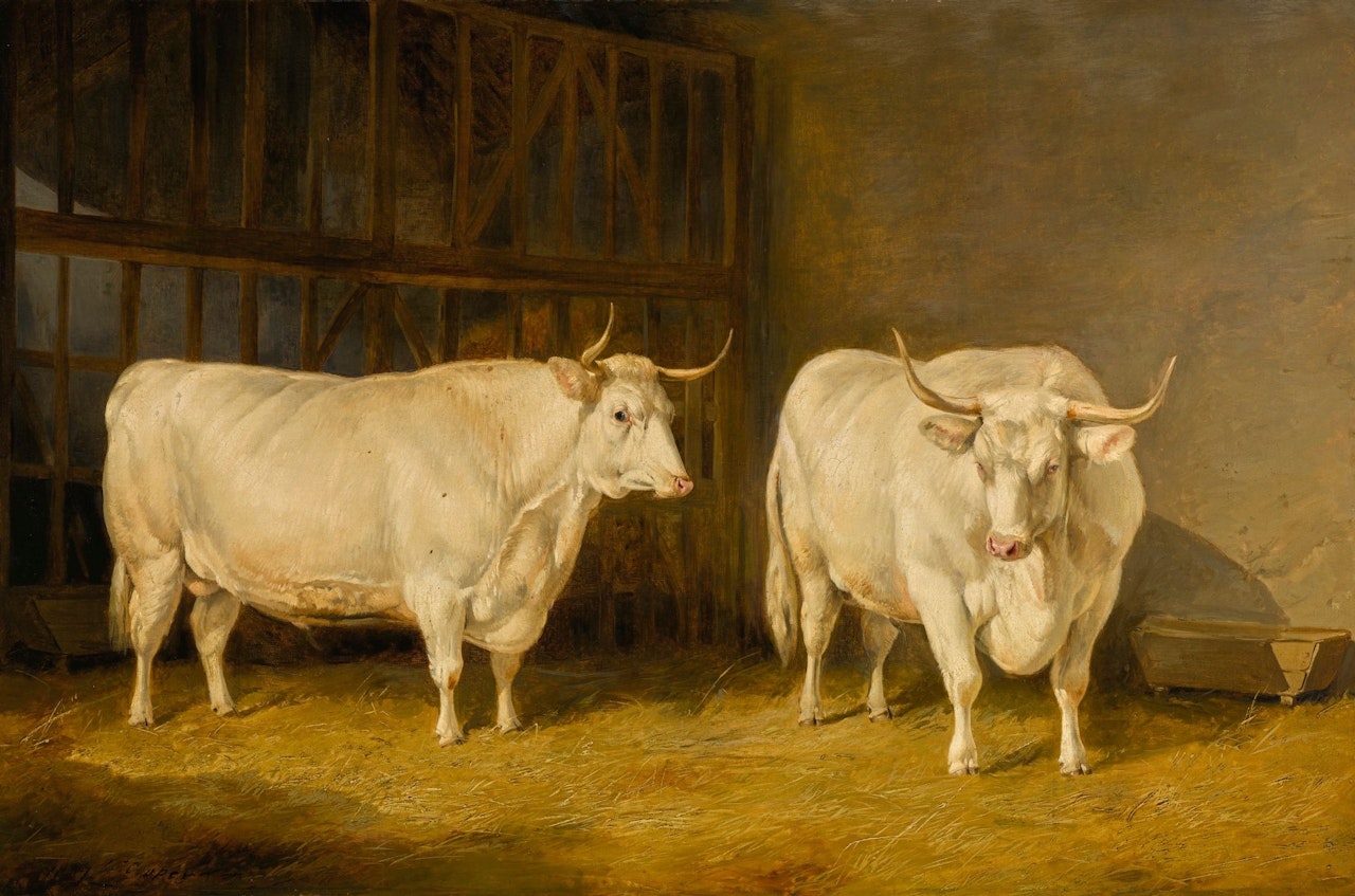 TWO WHITE OXEN IN A BARN by Thomas Sidney Cooper